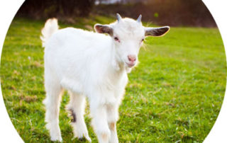 Understanding Probiotics