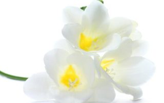 Dr. Whitney Bowe - Probiotic Skincare Technology