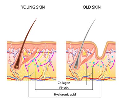 Boosting collagen production